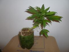 special kush 30dias