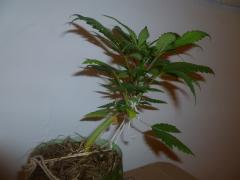 special kush 30dias