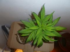 special kush 30dias