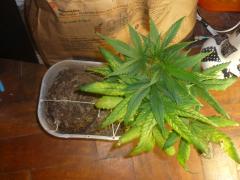 special kush royal queens 45 dias final de vega