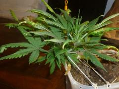 special kush royal queens 45 dias final de vega