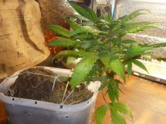 special kush royal queens 45 dias final de vega