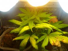 special kush royal queens 45 dias final de vega