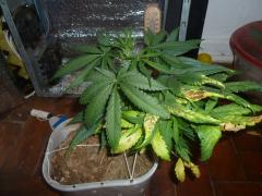 SPECIAL KUSH 52 DIAS INICIO DE FLORA