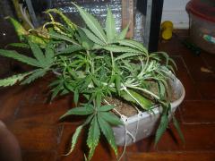 SPECIAL KUSH 52 DIAS INICIO DE FLORA