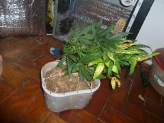 SPECIAL KUSH 52 DIAS INICIO DE FLORA