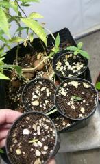 Seedlings