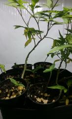 Seedlings antes transplante