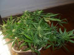 special kush 69 dias 4 semana de flora