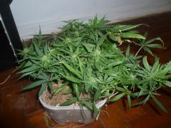 special kush 69 dias 4 semana de flora