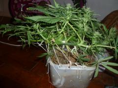 SPECIAL KUSH 75 DIAS, 5 SEMANA DE FLORA