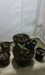 Seedlings