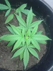 primeiro mes indoor