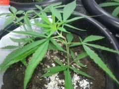 sativa com super croping