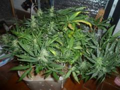 SPECIAL KUSH 82 DIAS 6 SEMANA DE FLORA