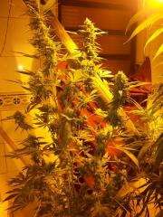 Primeiro cultivo
