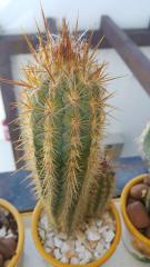 cactus 4 anos