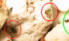 aphids_carangueijos.png