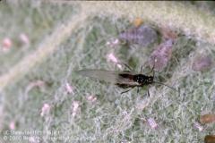 root_aphids_wings_02.jpg