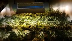 Grow hps400w