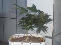 OG kush 6 semana de flora