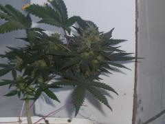 OG kush 6 semana de flora