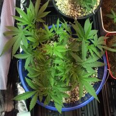 Auto 6 semana LST CROP.jpeg