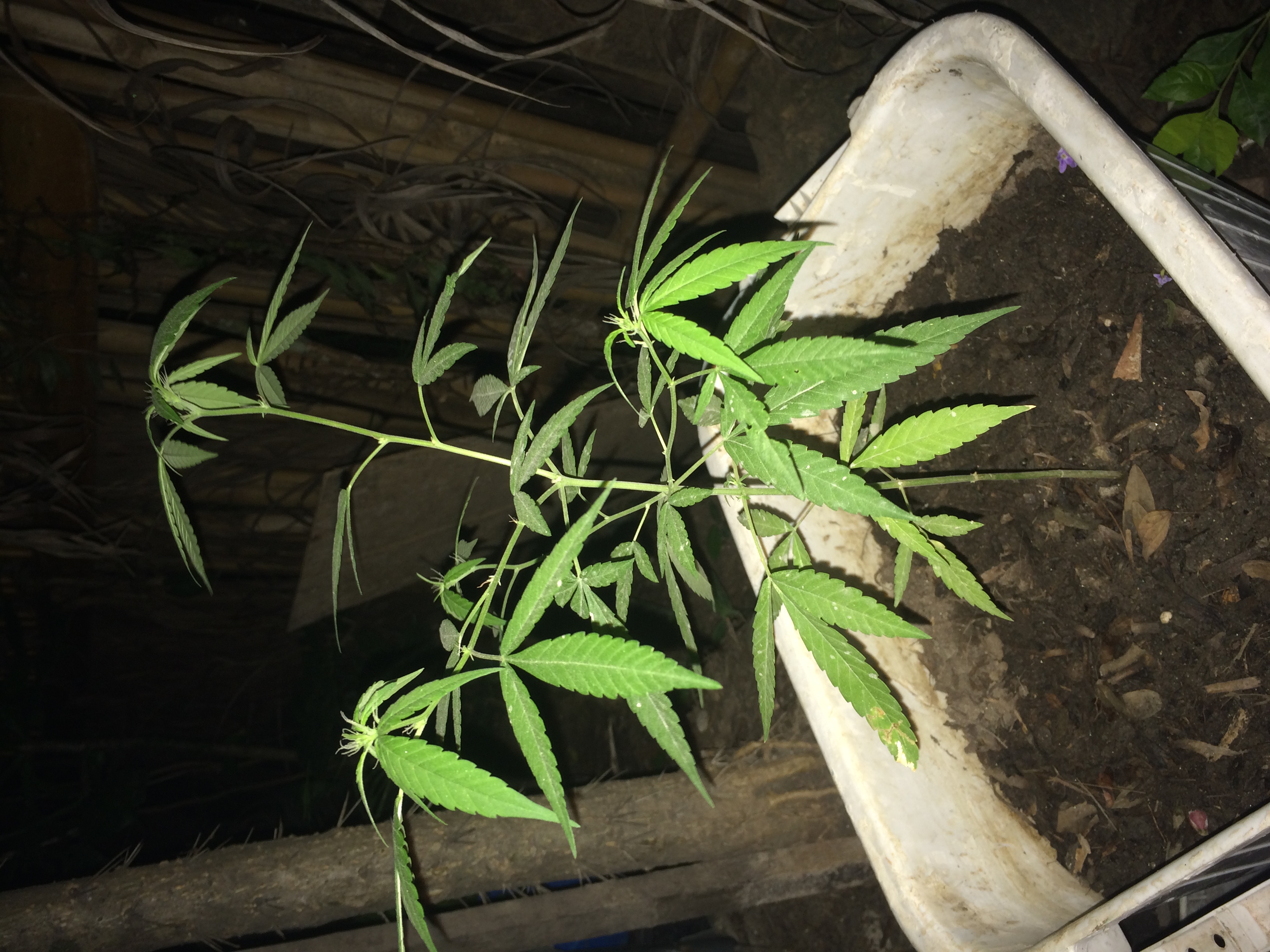 Como Consigo Engrossar O Caule Da Minha Planta Informacoes