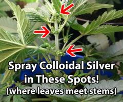 medium.where-to-spray-colloidal-silver-during-feminization-process.jpg.5e130fb5a17761917591ab9a7ef33805.jpg