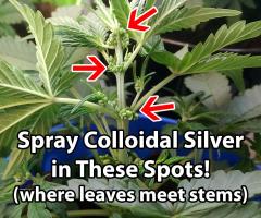 where-to-spray-colloidal-silver-during-feminization-process.jpg