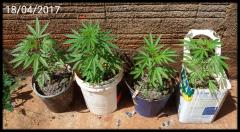 Plantinhas