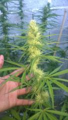 Cultivo 2014 seeds de prensado