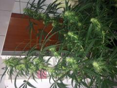 4a semana de flora. prenseeds