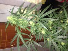 4a semana de flora. prenseeds