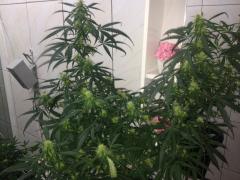 4a semana de flora. prenseeds