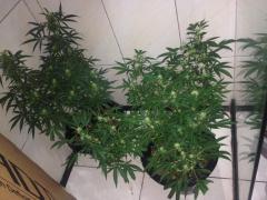 4a semana de flora. prenseeds