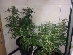 4a semana de flora. prenseeds