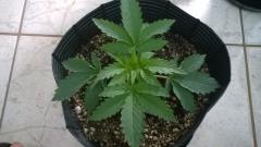 White Widow - 2 semanas vegetativo