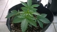 White Widow - 2 semanas vegetativo