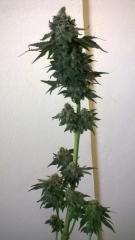 Northern Lights - Planta 1