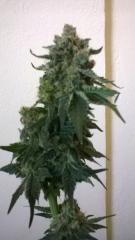 Northern Lights - Planta 1