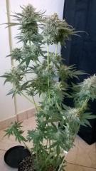 Northern Lights - Planta 2