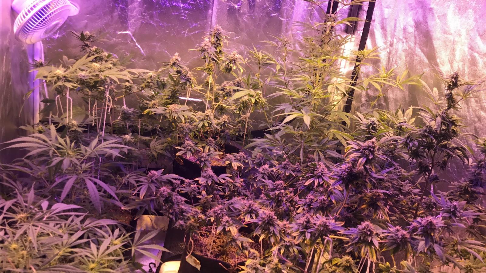 Grow Pics 20/09