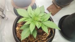 Misty Kush 17 dias