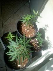 Cultivo orgânico indoor [eco]nômico ft.2