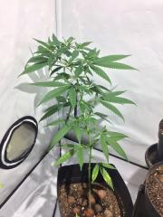 cultivo 1 semana 1 - amarra ORG2