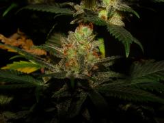 girl scout cookies 02-05-2018 (10).JPG