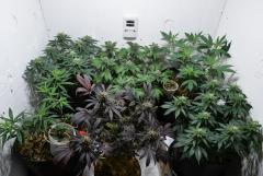 geral 17-05-2018 growroom.jpg