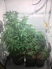 Scrog