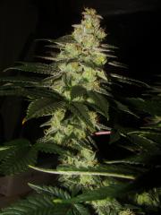 girl scout cookies 2 06-06-2018 (11).JPG